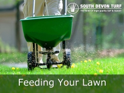 Feeding Lawns Correctly 